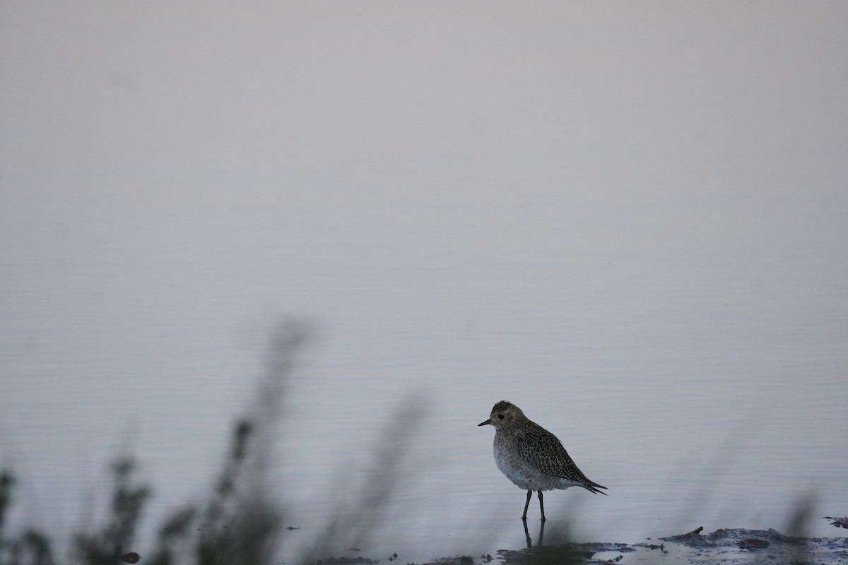 Сивка звичайна - ML645683183