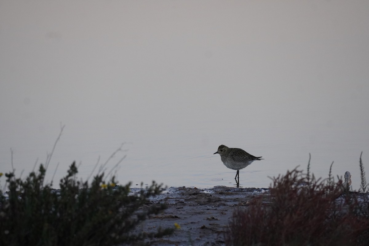 Сивка звичайна - ML645683184