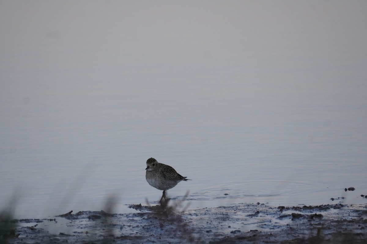 Сивка звичайна - ML645683185