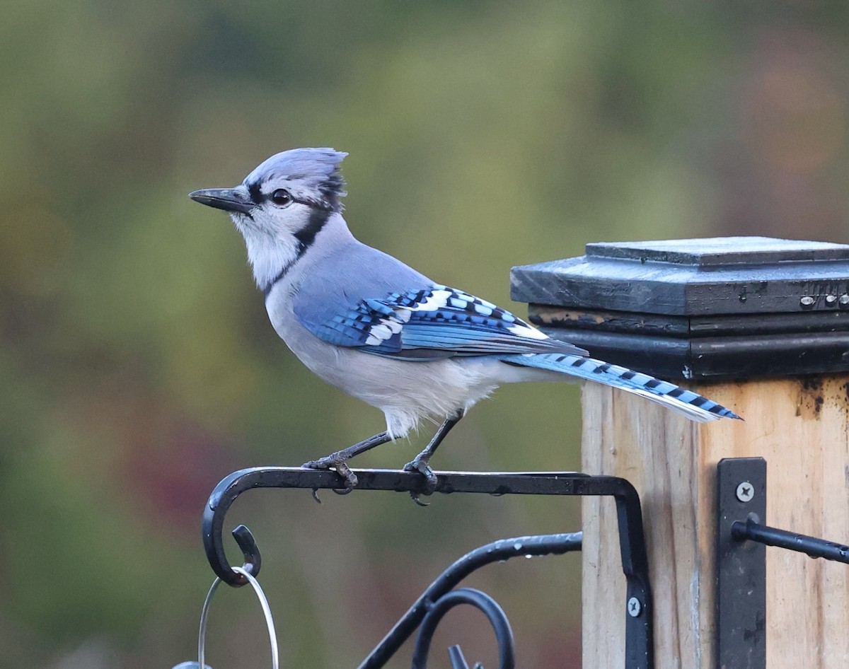 Blue Jay - ML645683194