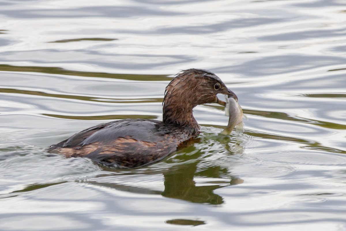 Pied-billed Grebe - ML645683197