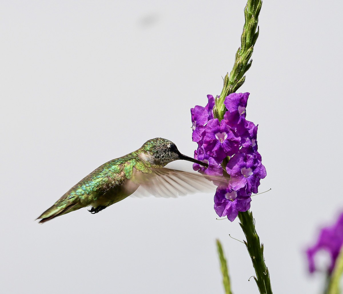 Ruby-throated Hummingbird - ML645683208