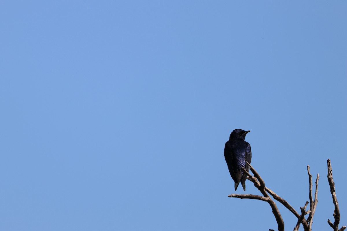 Purple Martin - ML645683209
