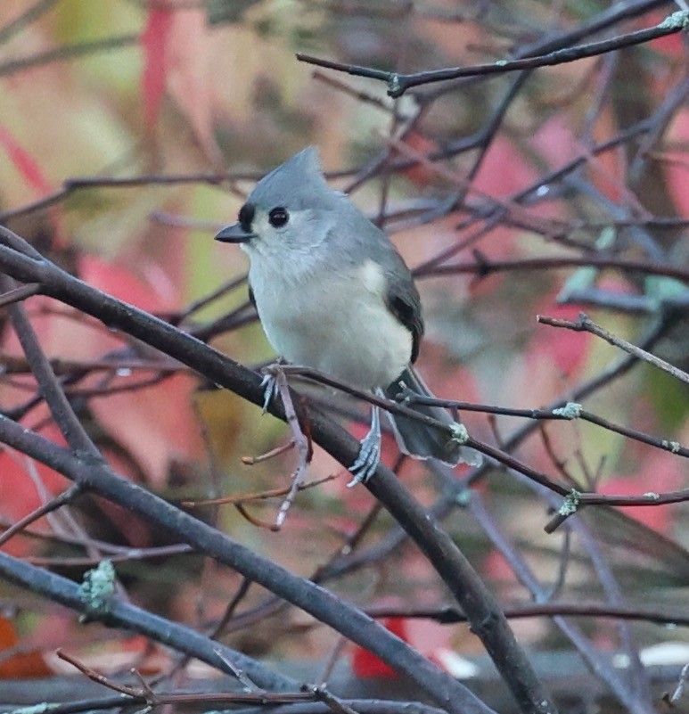 Tufted Titmouse - ML645683218