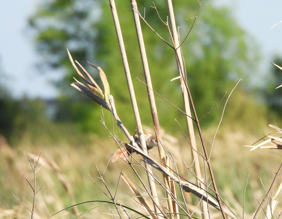 Straight-billed Reedhaunter - ML645683223