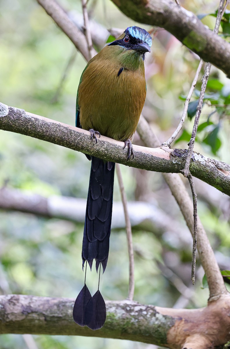 Lesson's Motmot - ML645683230