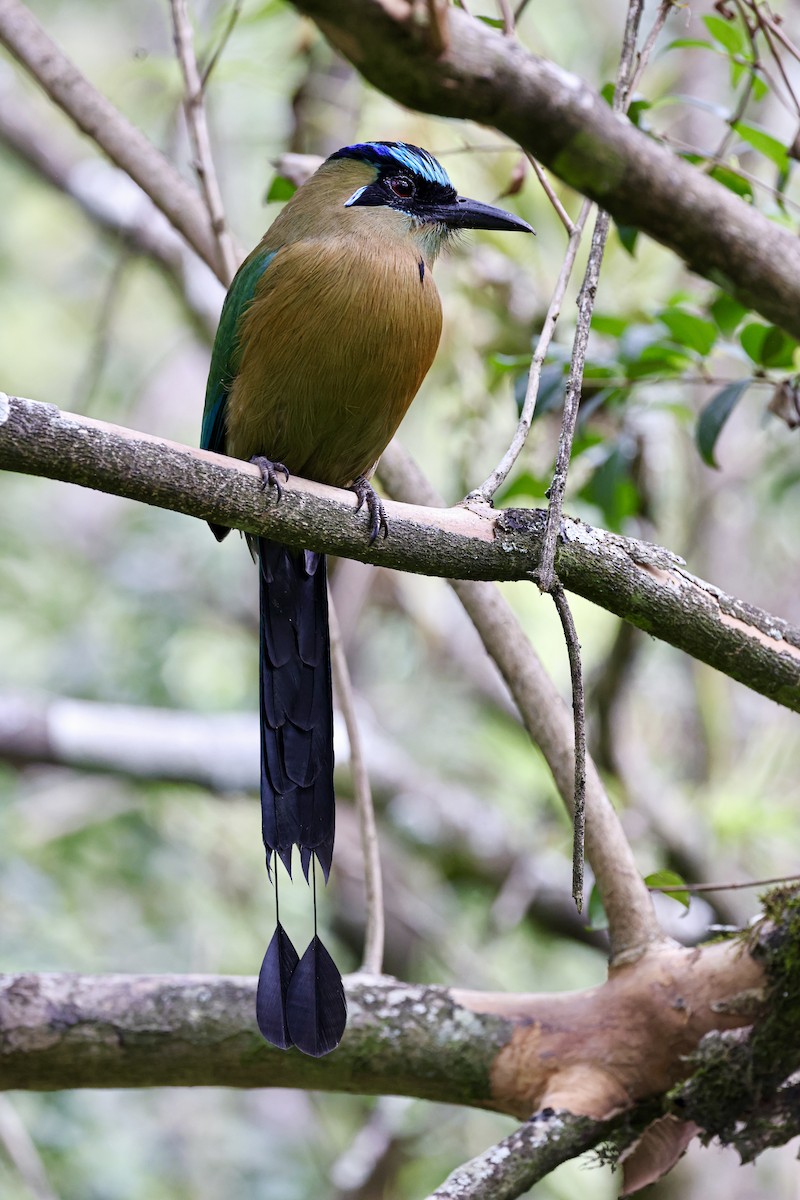 Lesson's Motmot - ML645683232