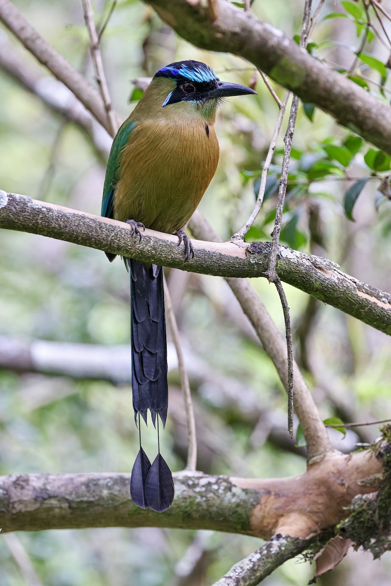 Lesson's Motmot - ML645683233