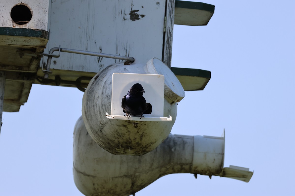 Purple Martin - ML645683251