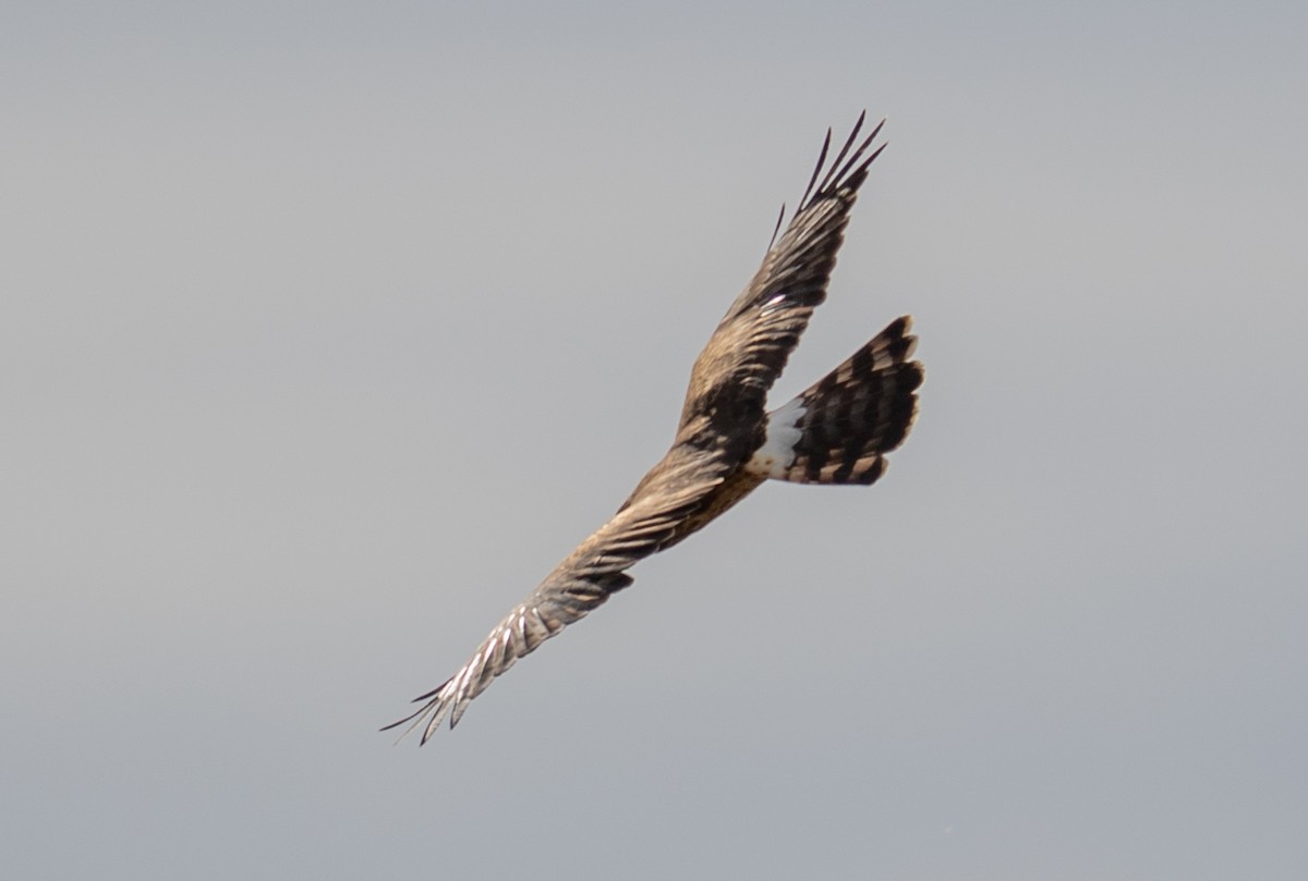 Northern Harrier - ML645683274