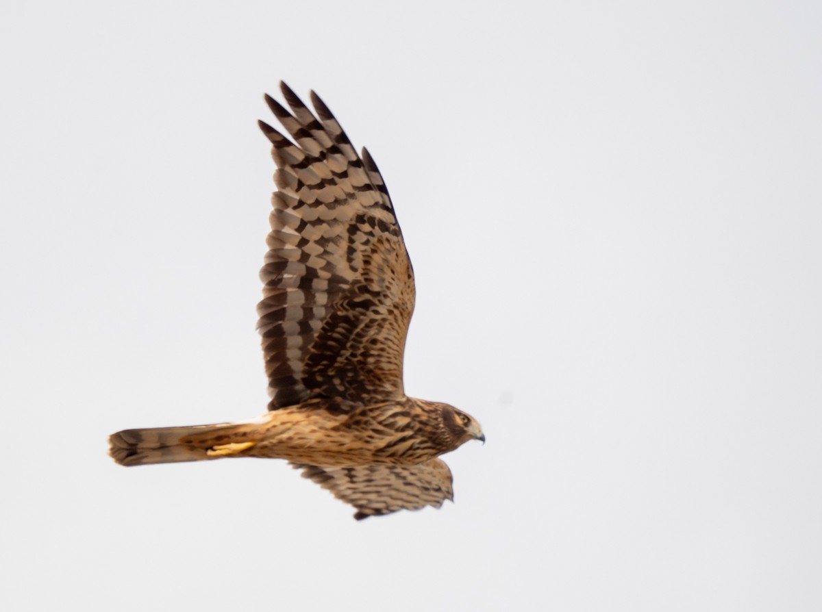 Northern Harrier - ML645683275