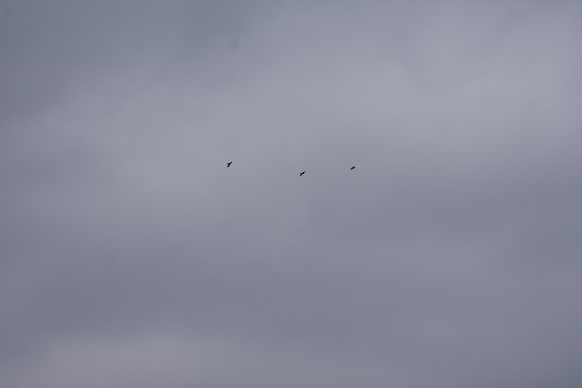 Erroi handia - ML645683276