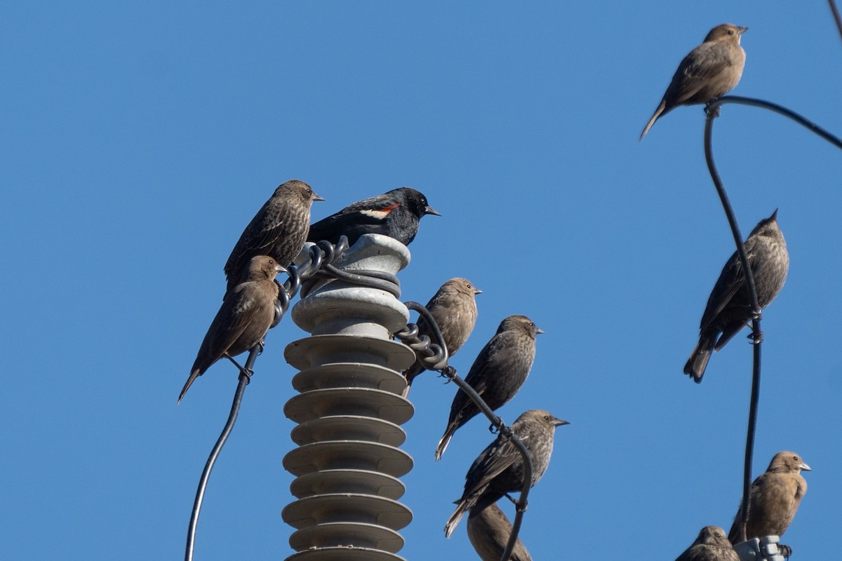 Tricolored Blackbird - ML645683277