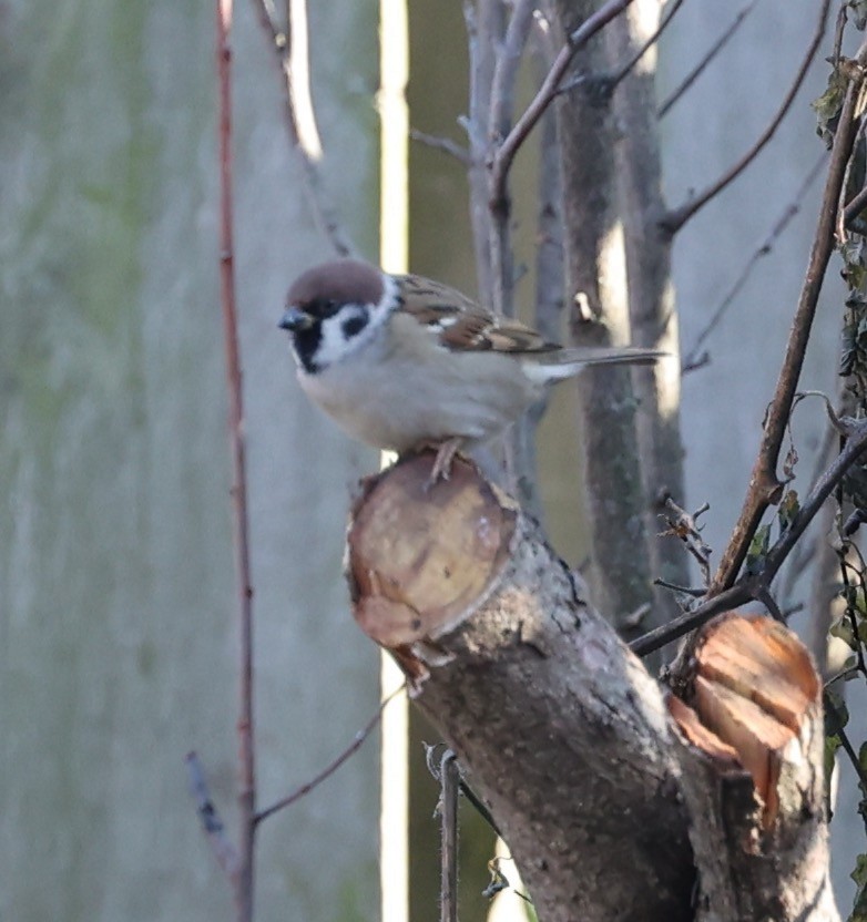 Eurasian Tree Sparrow - ML645683290