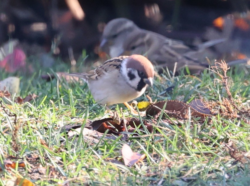 Eurasian Tree Sparrow - ML645683291
