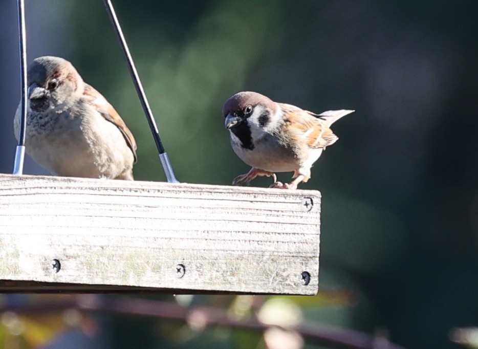 Eurasian Tree Sparrow - ML645683292
