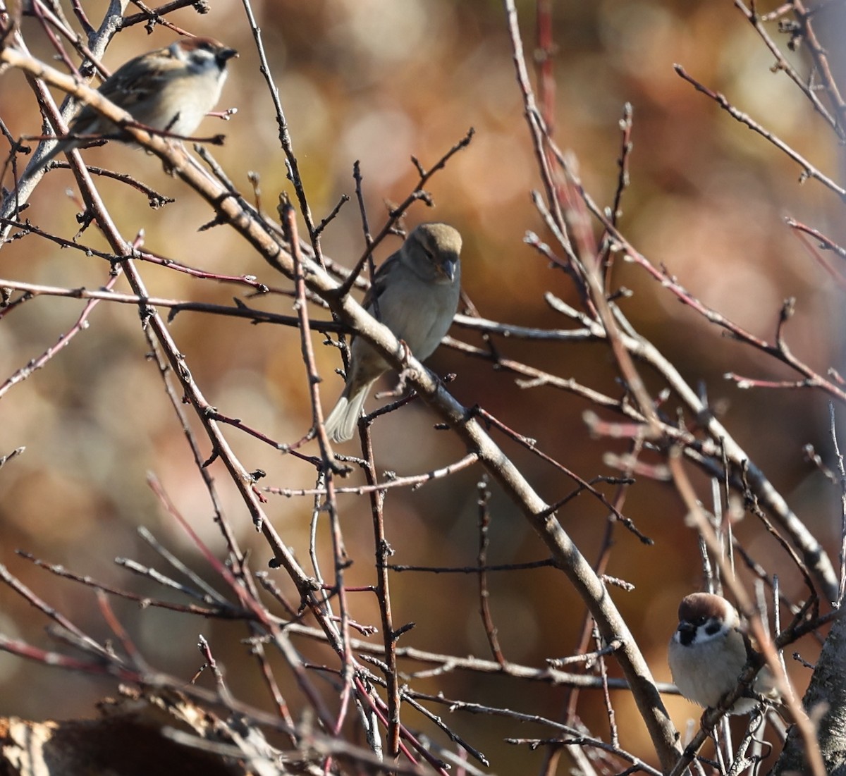 Eurasian Tree Sparrow - ML645683293