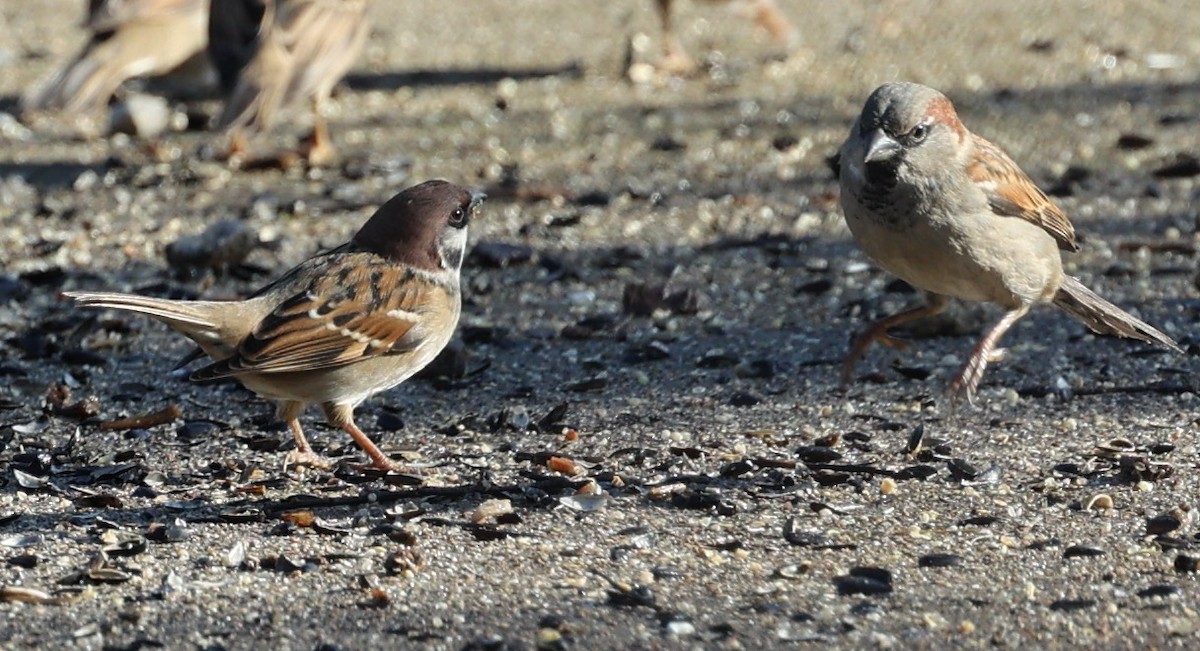 Eurasian Tree Sparrow - ML645683294