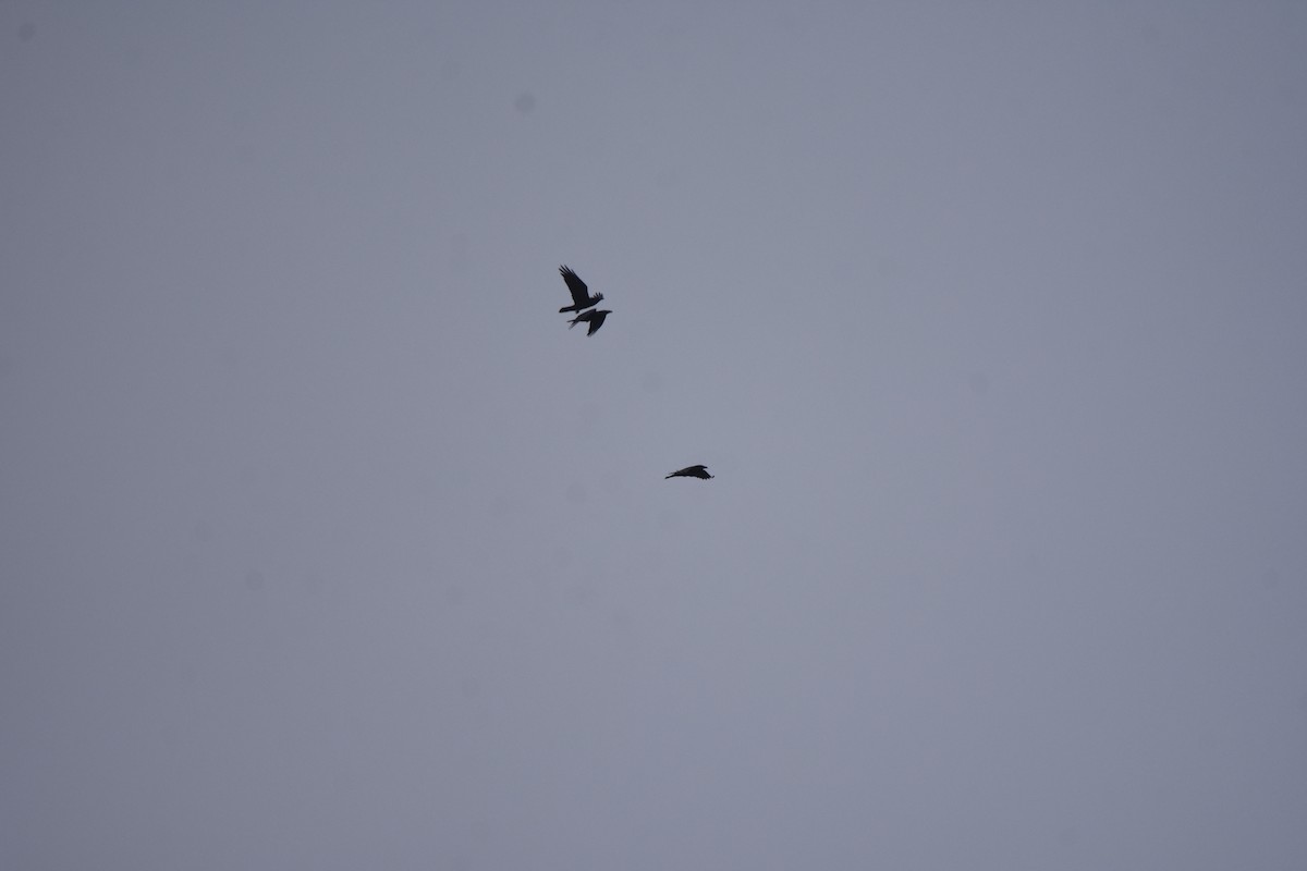 Erroi handia - ML645683303