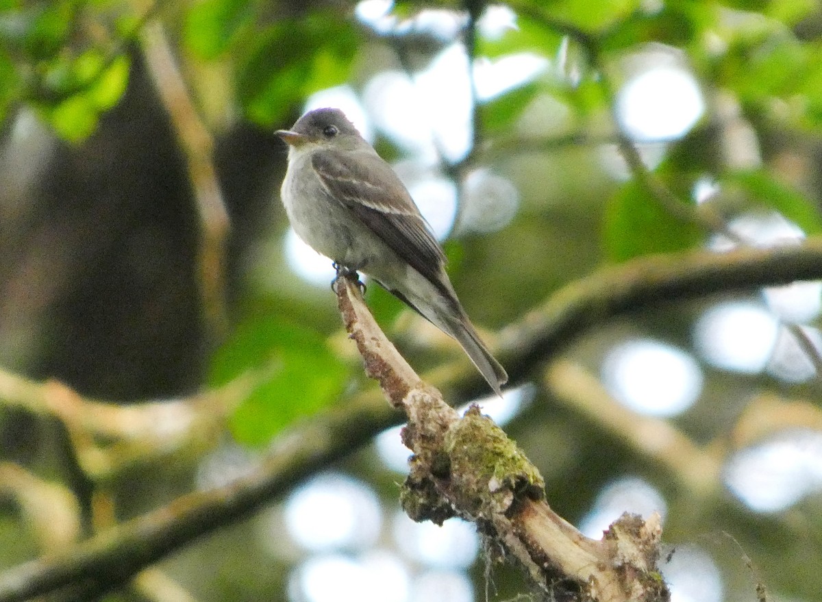 Northern Tropical Pewee - ML645683304