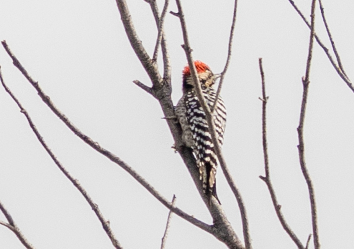 Ladder-backed Woodpecker - ML645683307