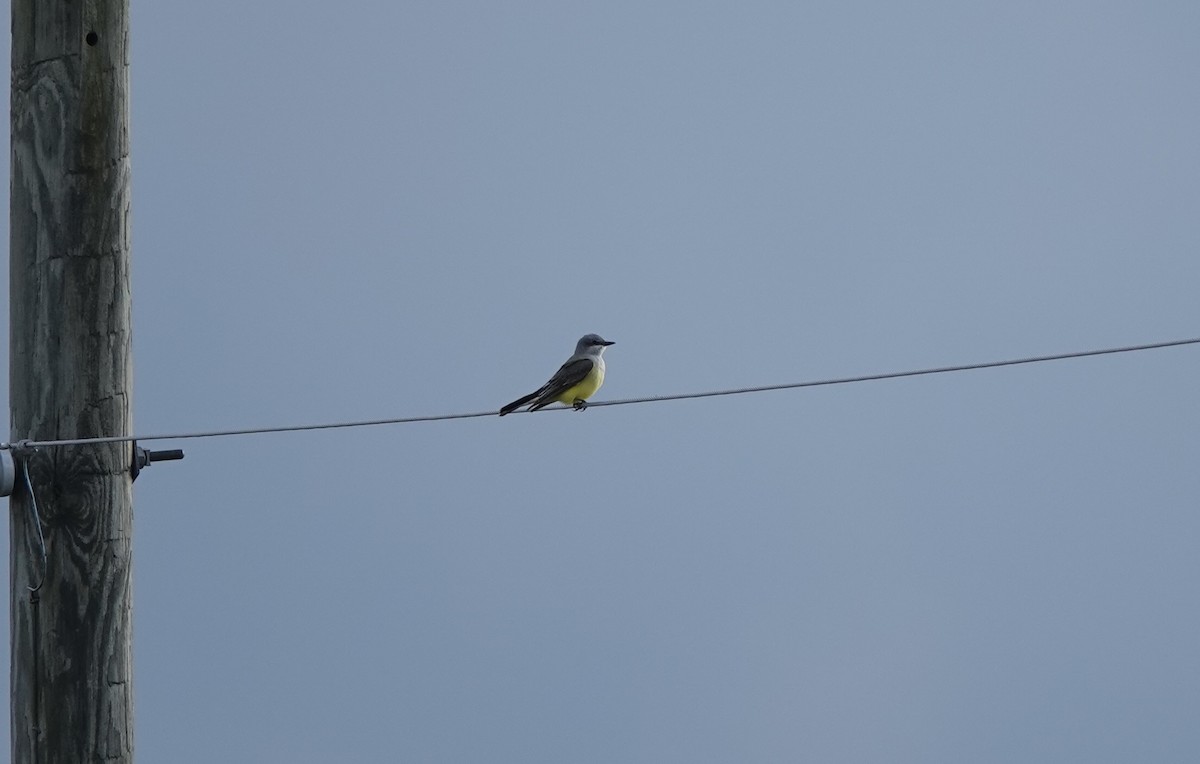 Western Kingbird - ML645683309