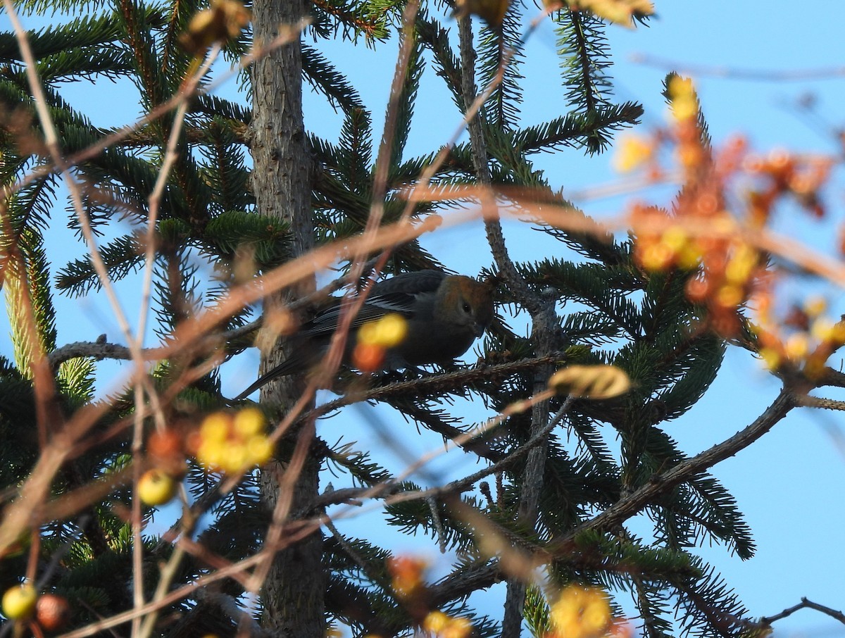 Pine Grosbeak - ML645683319