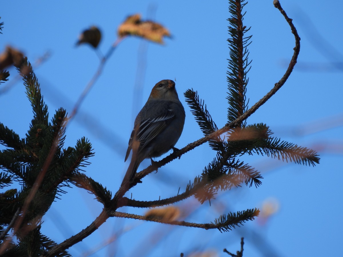 Pine Grosbeak - ML645683327