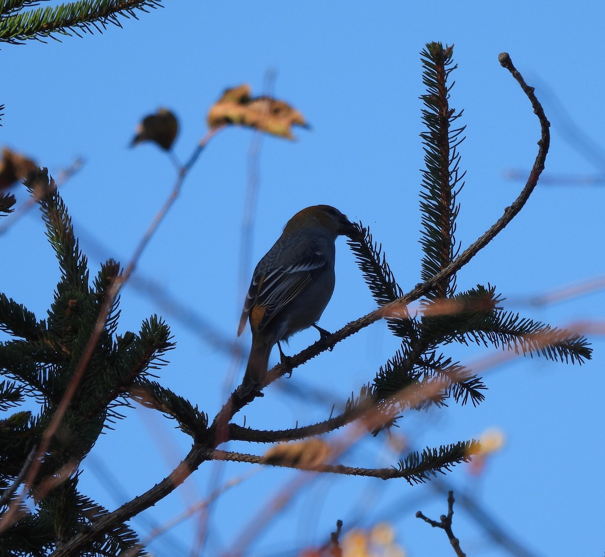 Pine Grosbeak - ML645683331