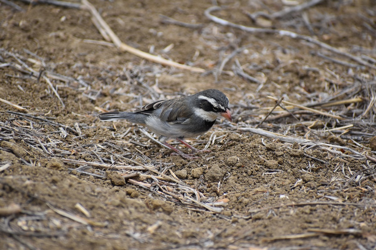 Collared Warbling Finch - ML645683336