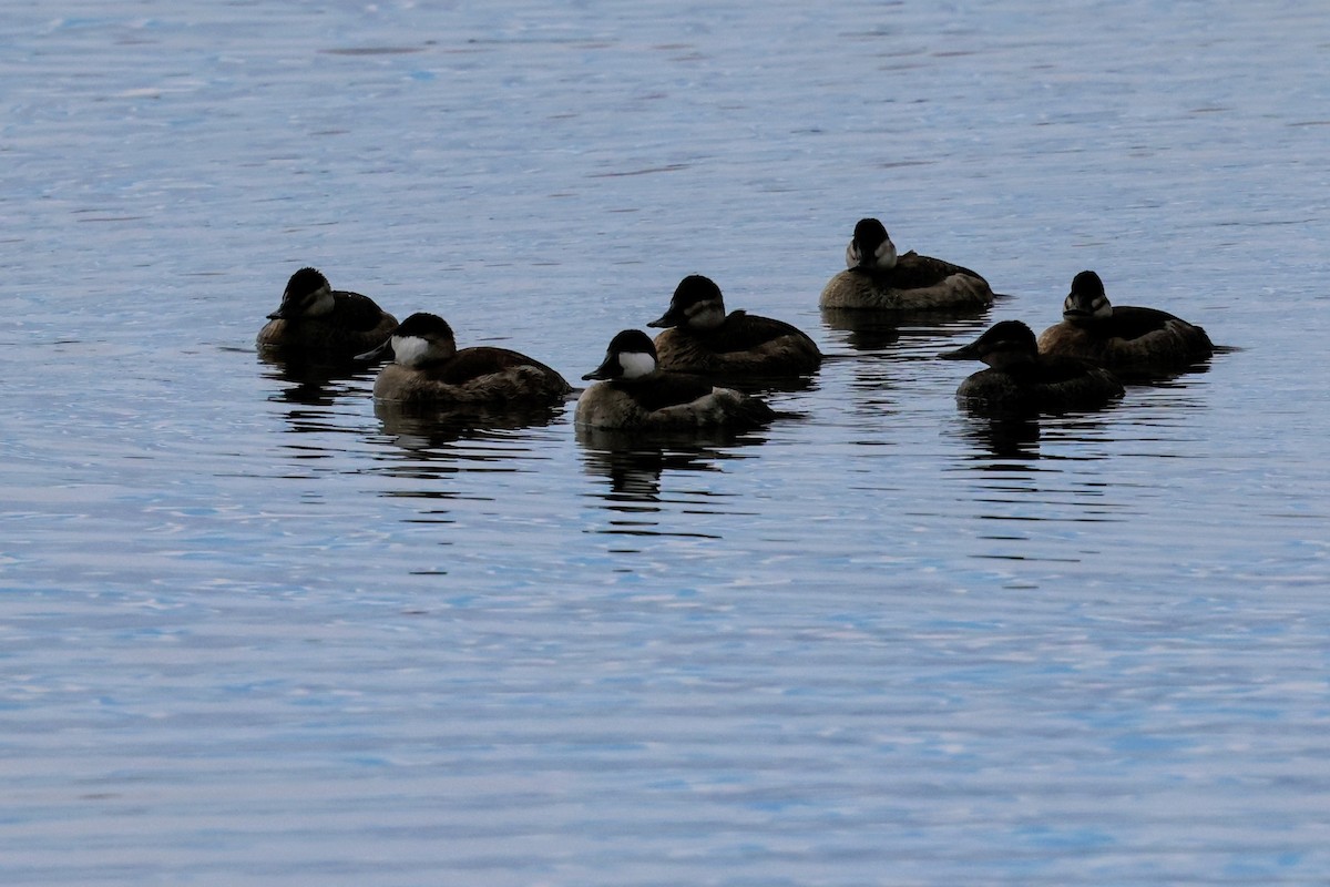 kobberand - ML645683338