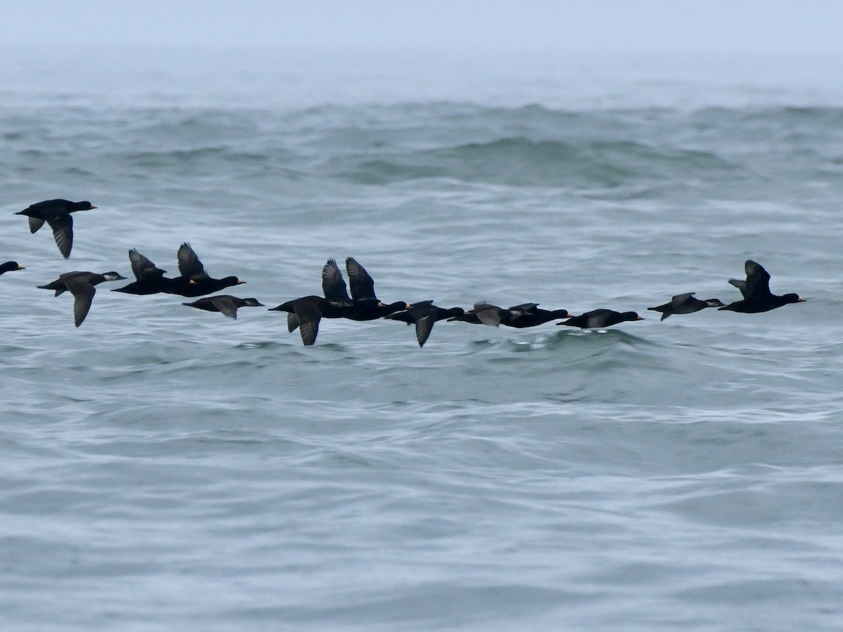 クロガモ - ML645683346