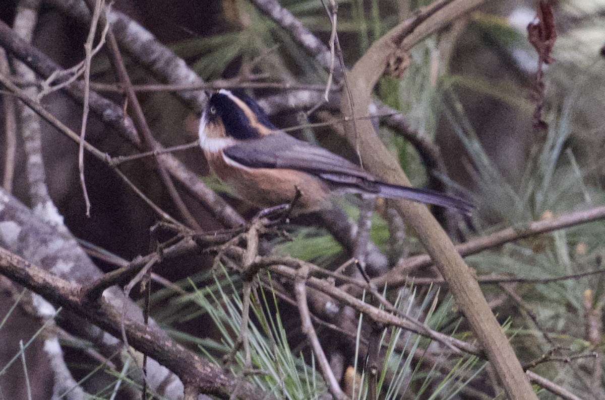 ruststjertmeis - ML645683350