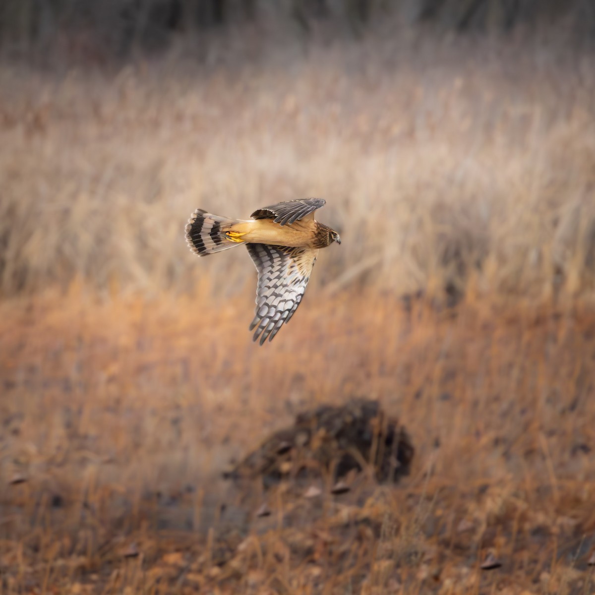 Northern Harrier - ML645683354