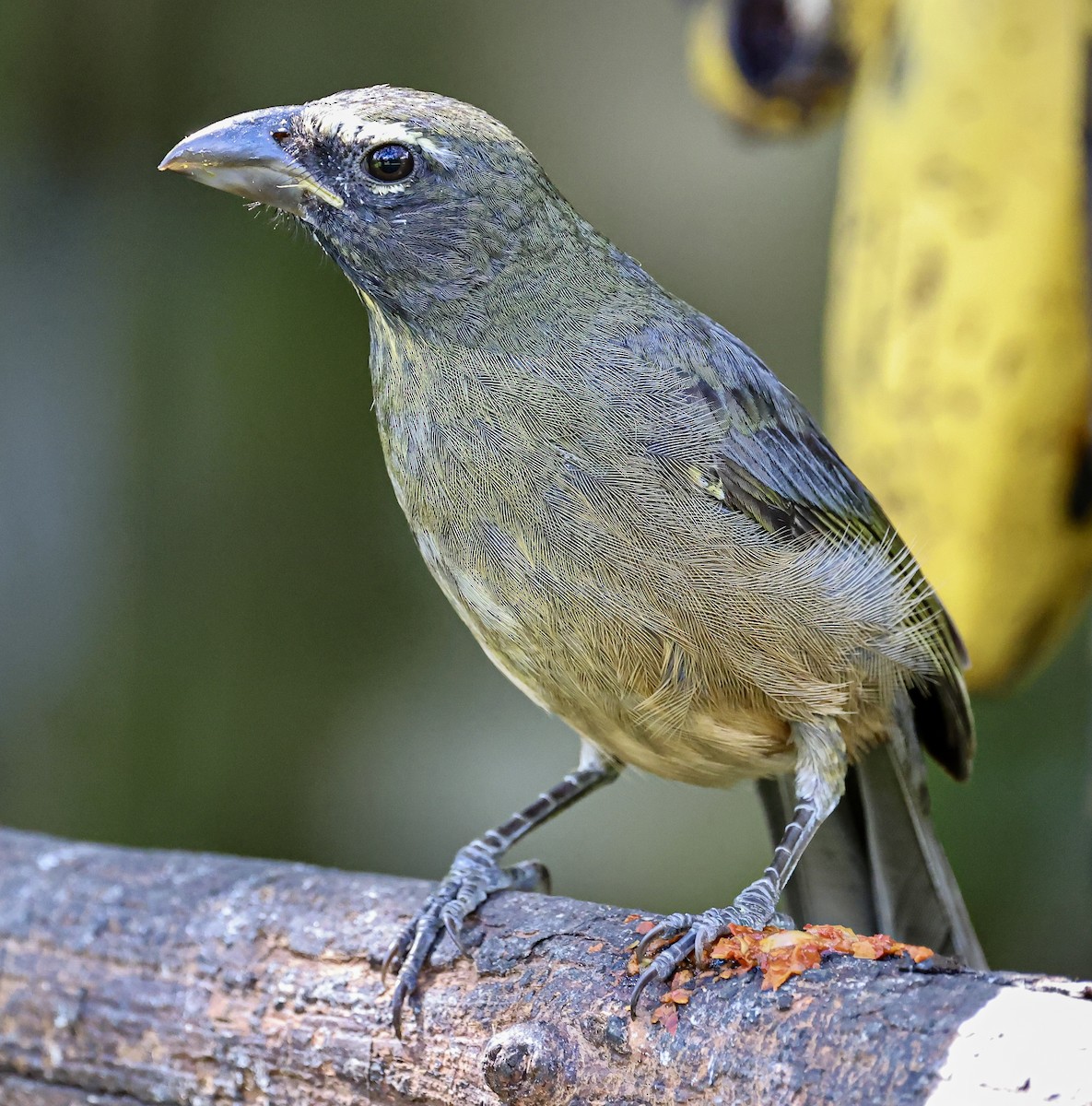 Cinnamon-bellied Saltator - ML645683358