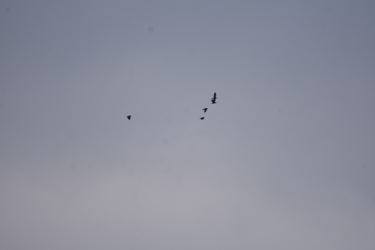 Erroi handia - ML645683362