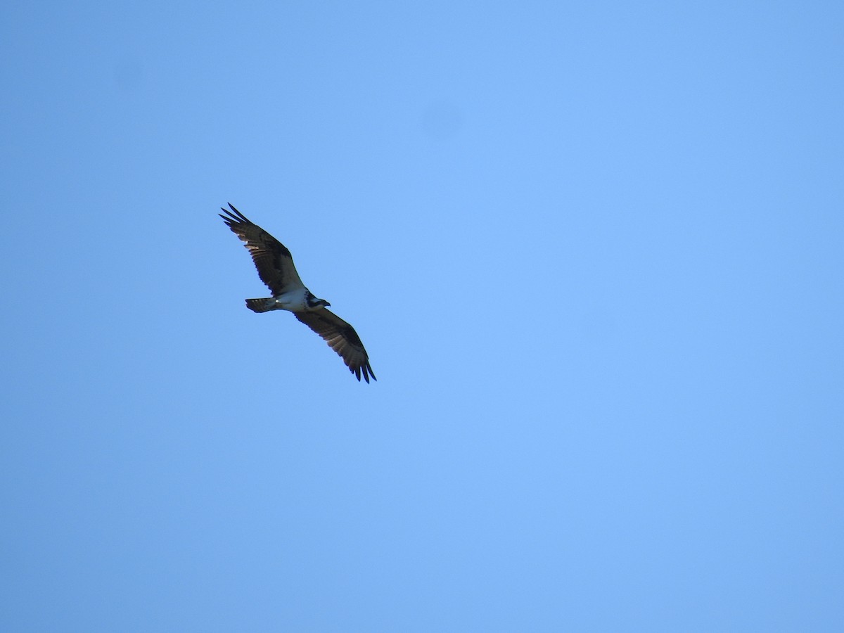 Falco pescatore - ML645683363