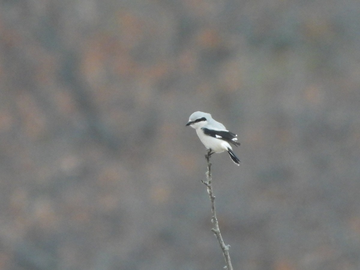 ťuhýk severní - ML645683366