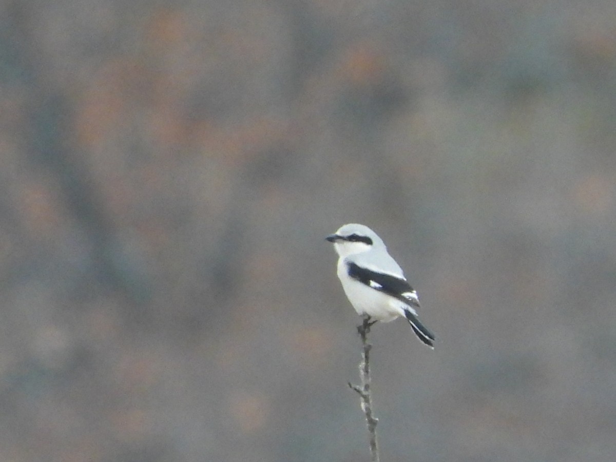 ťuhýk severní - ML645683367