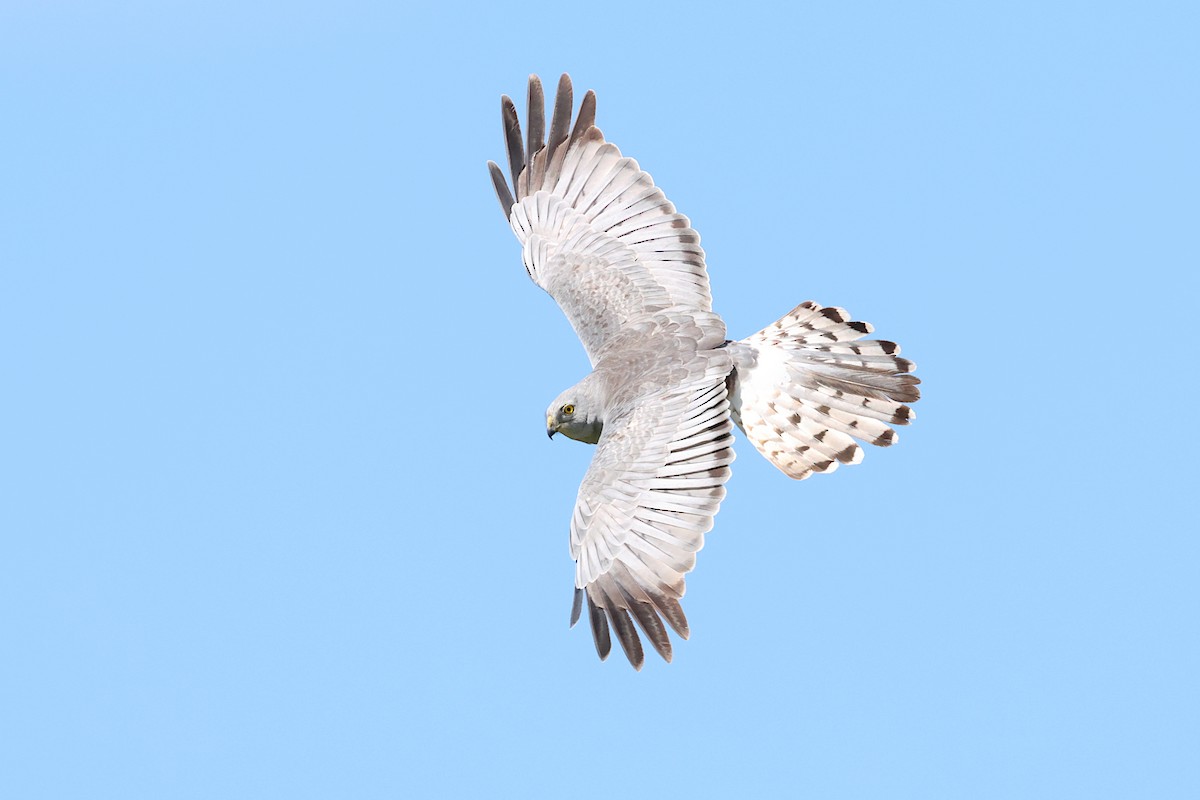 Cinereous Harrier - ML645683373