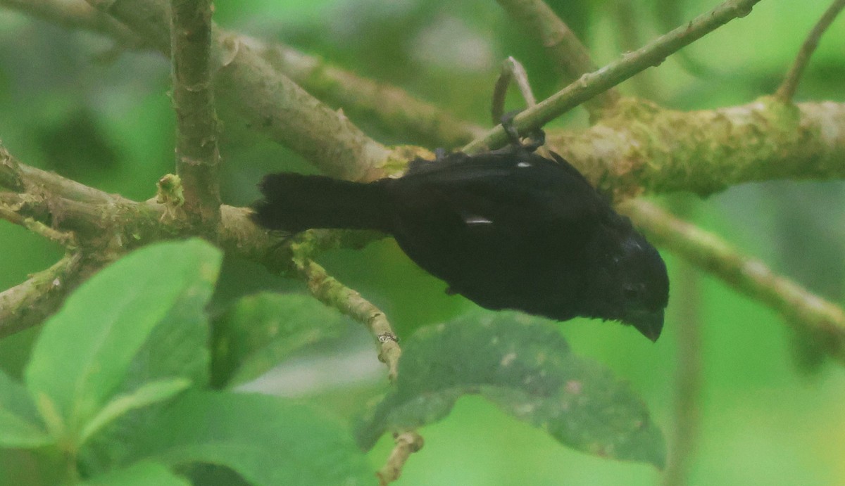 Variable Seedeater - ML645683374