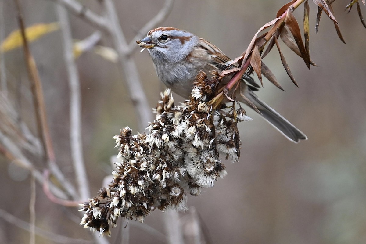 strnádka pokřovní - ML645683381