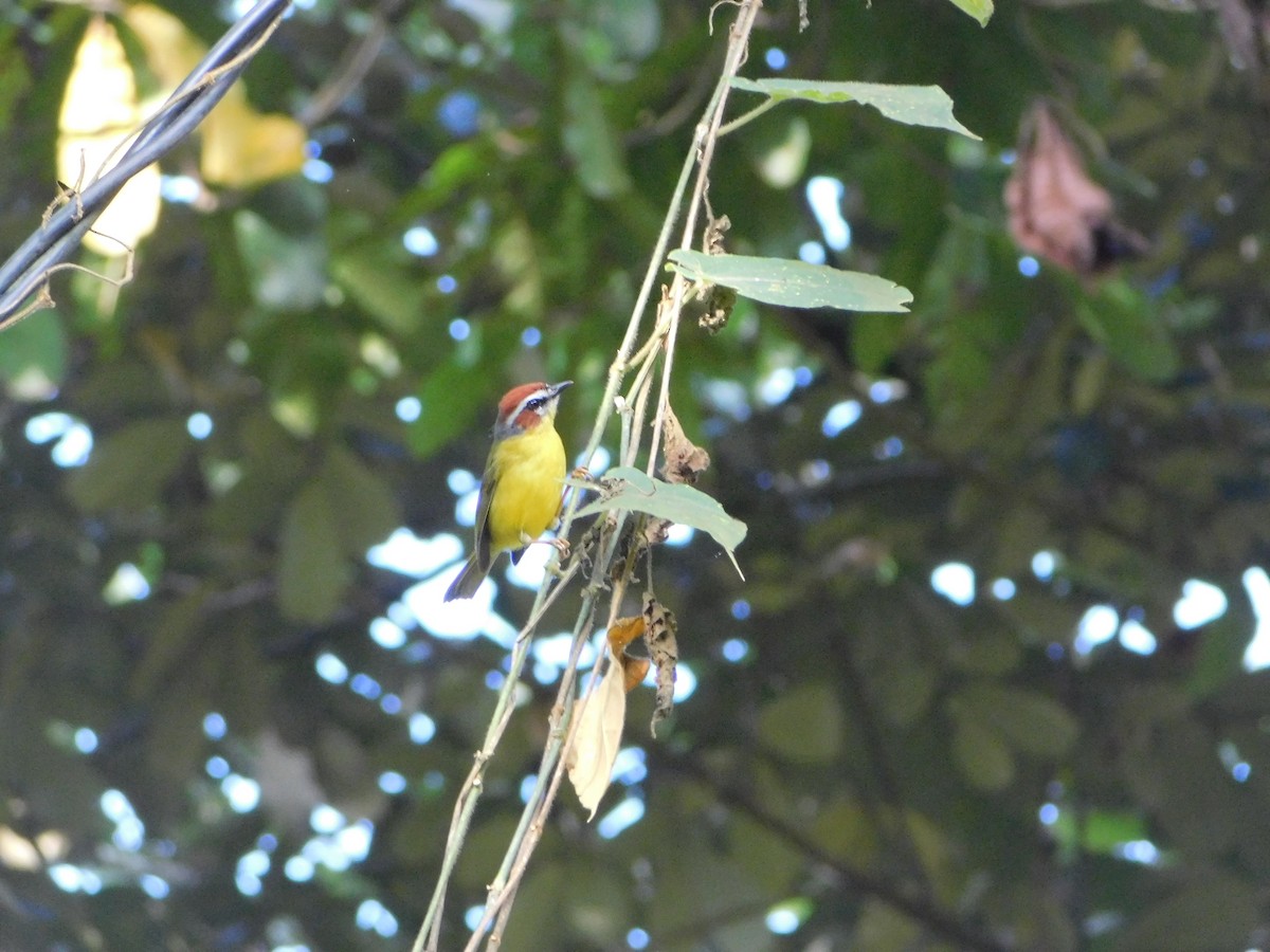 Paruline de Delattre - ML645683387