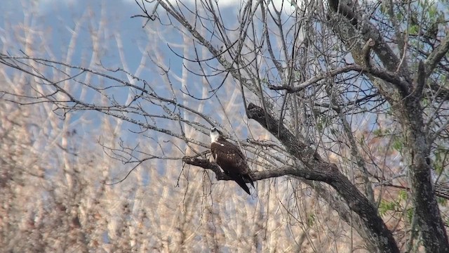 Скопа західна - ML645683388