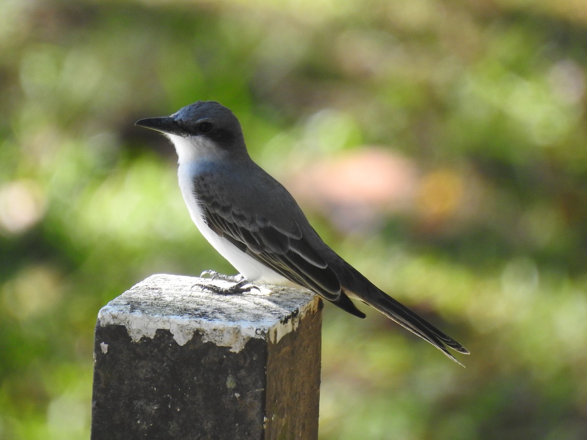 Gray Kingbird - ML645683393