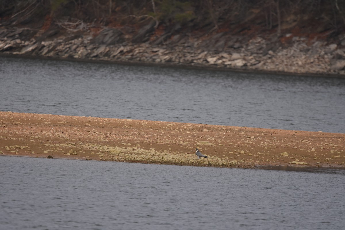 遊隼 - ML645683395