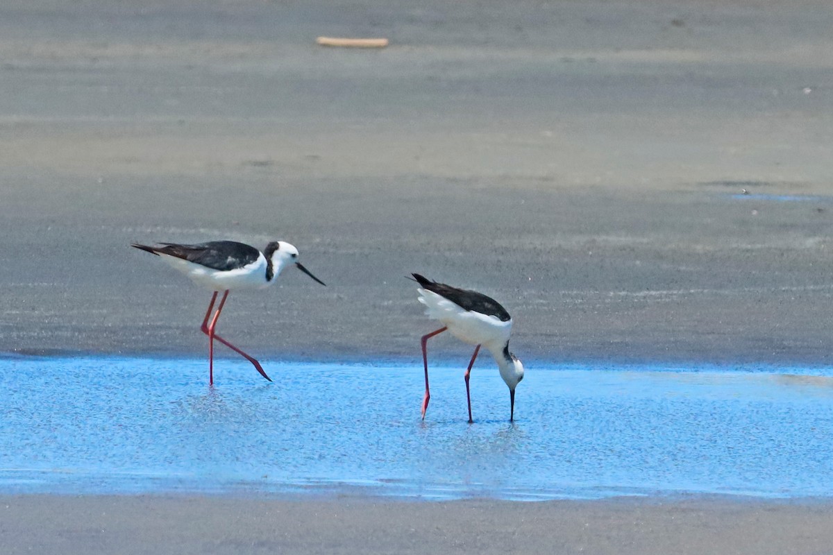 pisila bělohlavá - ML645683402