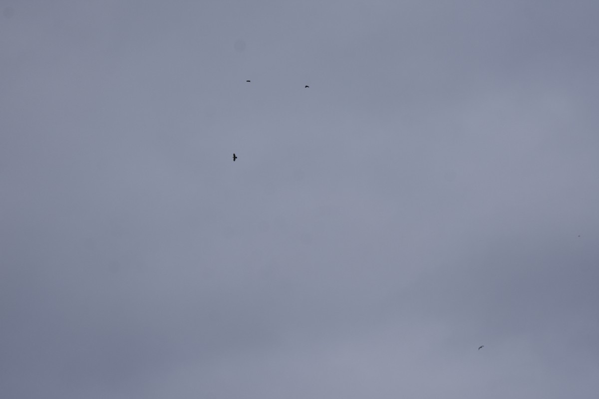 Erroi handia - ML645683403