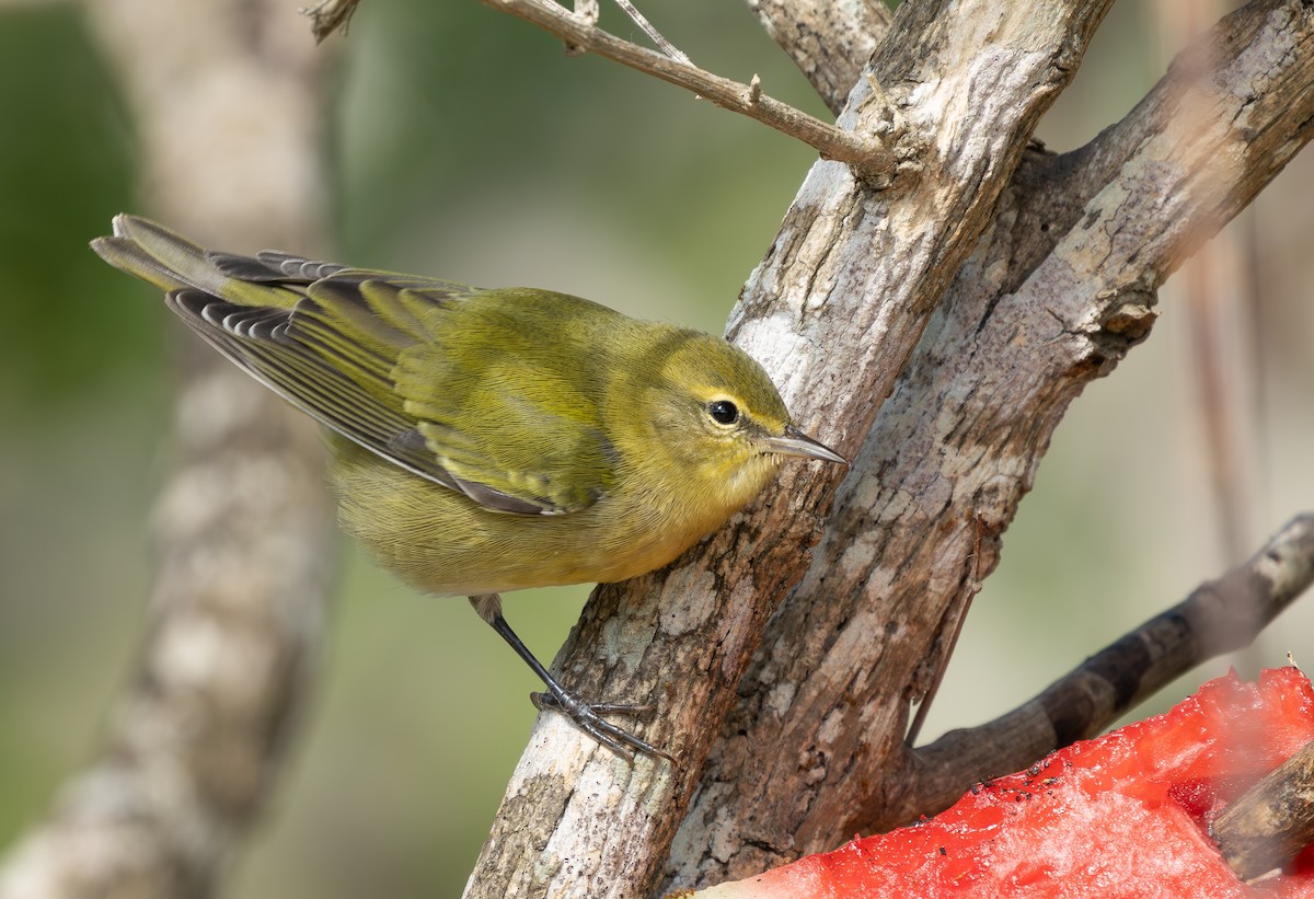 Червоїд світлобровий - ML645683406