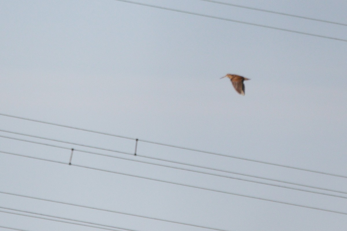 Eurasian Woodcock - ML645683415